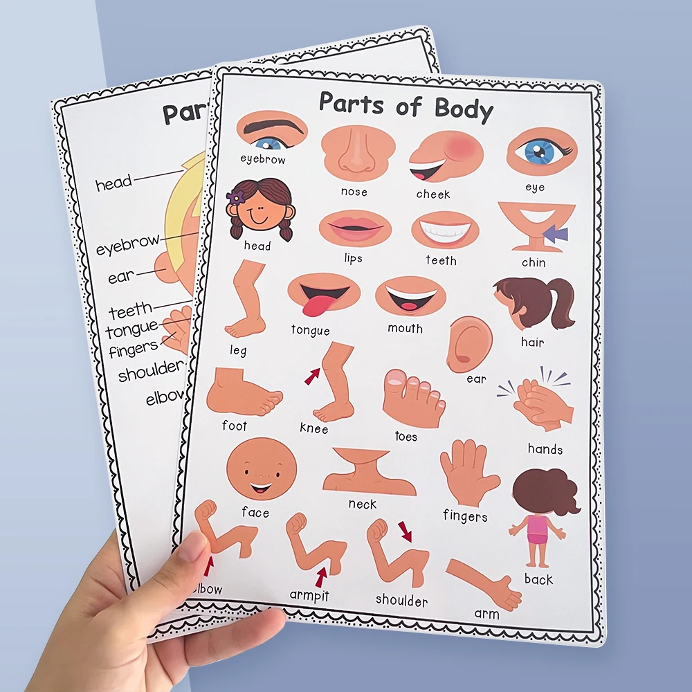 2 PCS English Body Parts Big Card  Early Education for Children Learning Materials Teaching Aids Classroom Wall Decoration