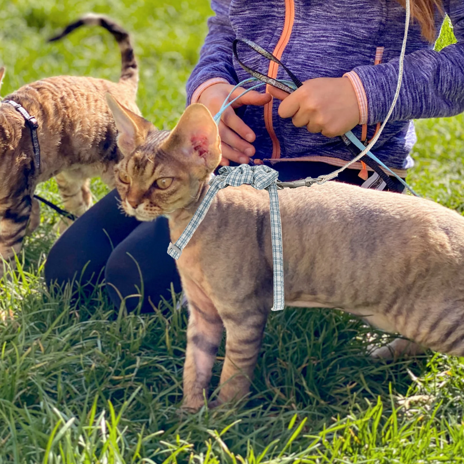 

1 set Anti-breaking Cat Leash with Adjustable Harness Traction Rope Outdoor Walking Vest Style Durable Pet Harness for Dogs Cats