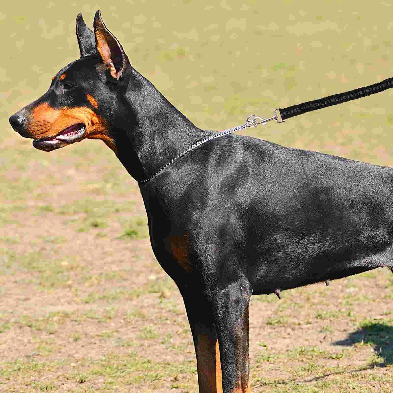 Dog Leash Training Walking Leads Elastic Rope Black