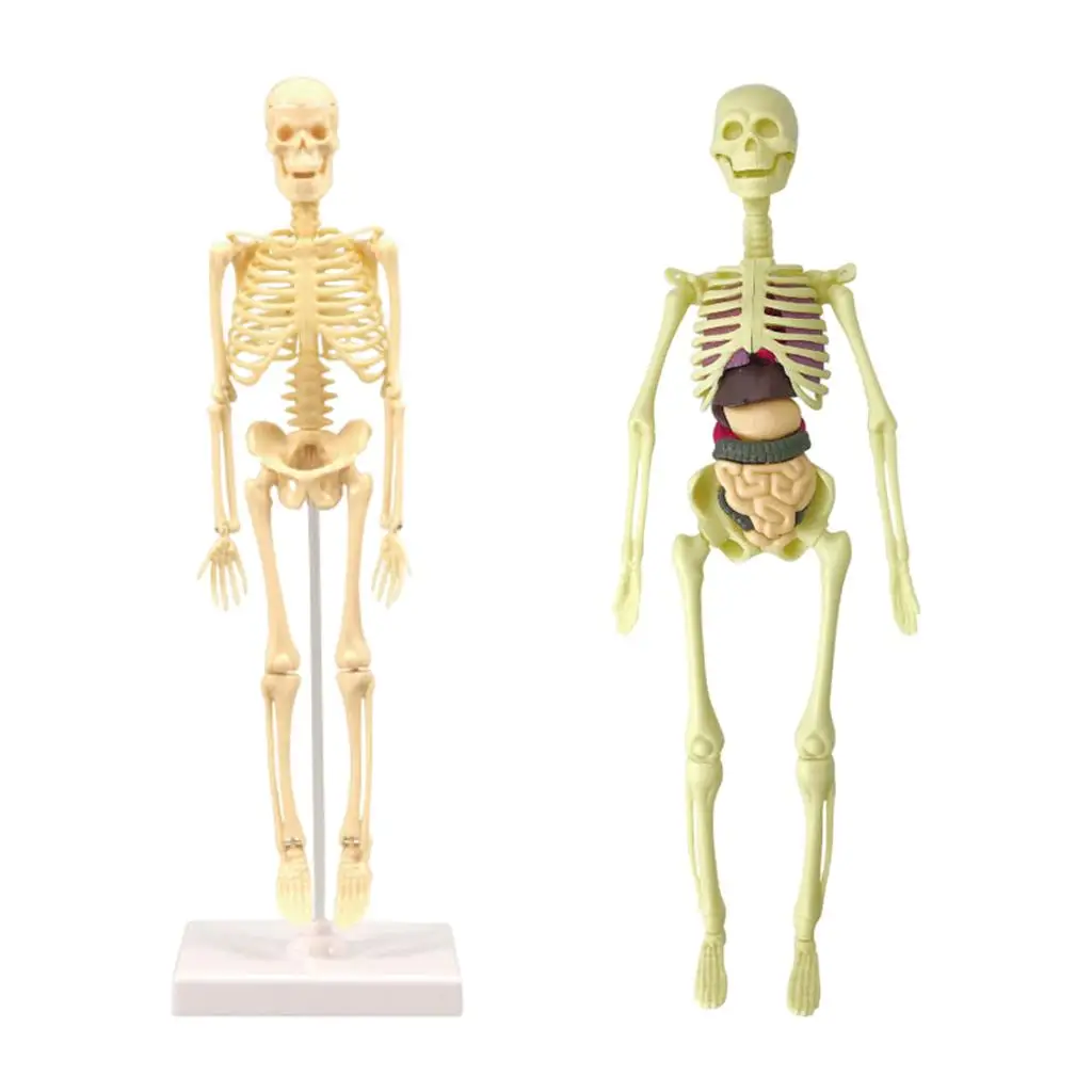 Realistisch onderwijskunde speelgoed menselijk lichaam anatomie model skelet leren