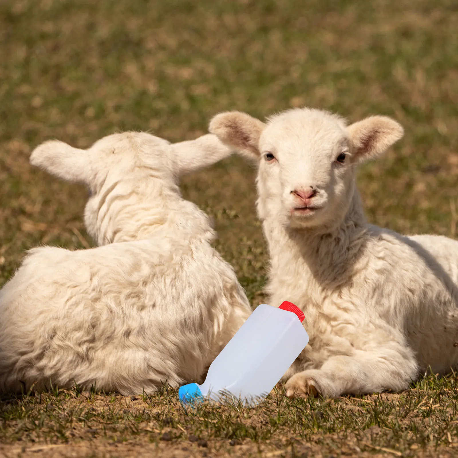 

Animal Feeding Bottle Calf Milk Goat Sheep Pacifier Nursing Feeder Baby Bottles Mutton Breasts Small Farm Animals