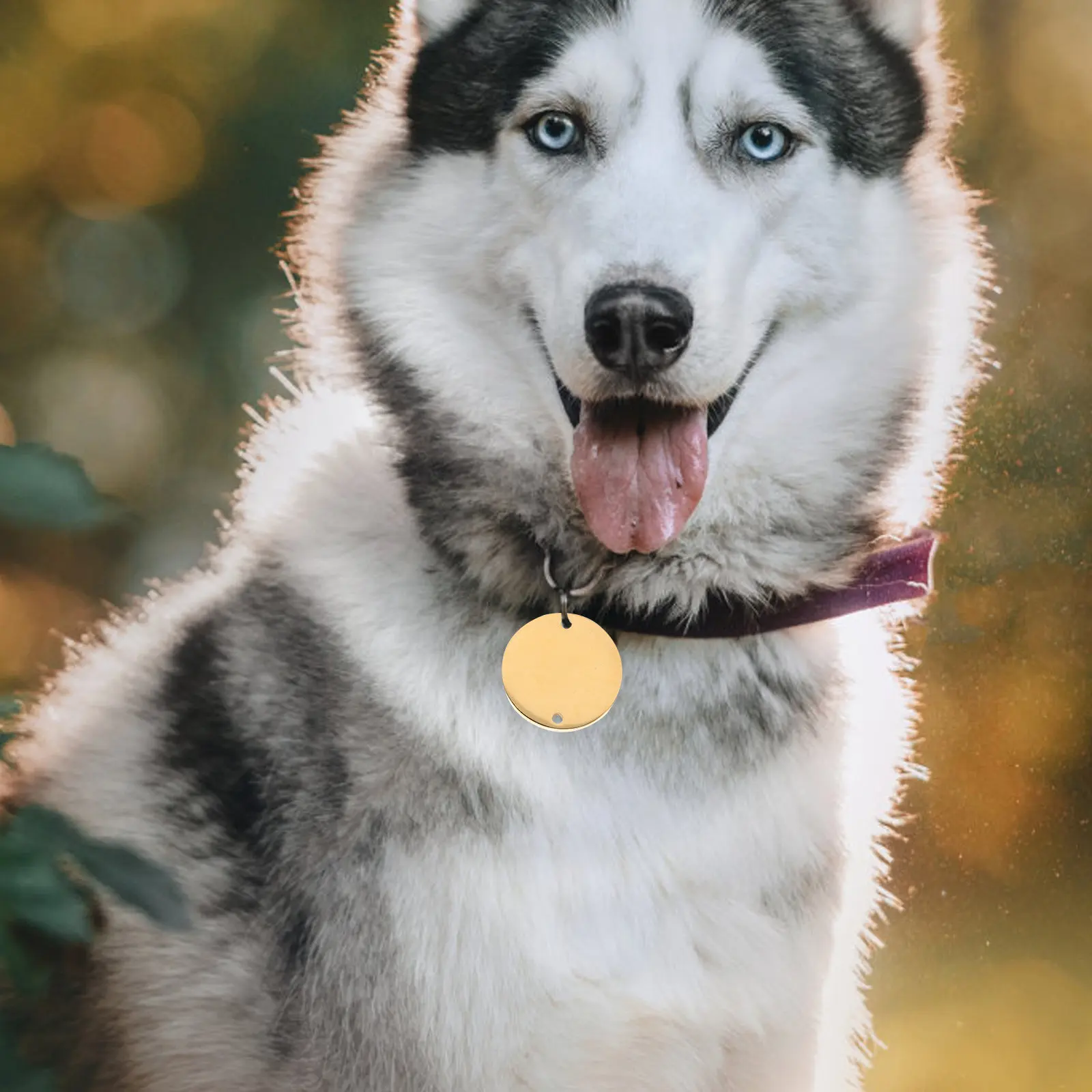 

6Pcs Stainless Steel Pet Tags Puppy Id Tag Engraved Dog Tag Round Blank Pendant for DIY Stamping Blanks Metal Stamping Blanks