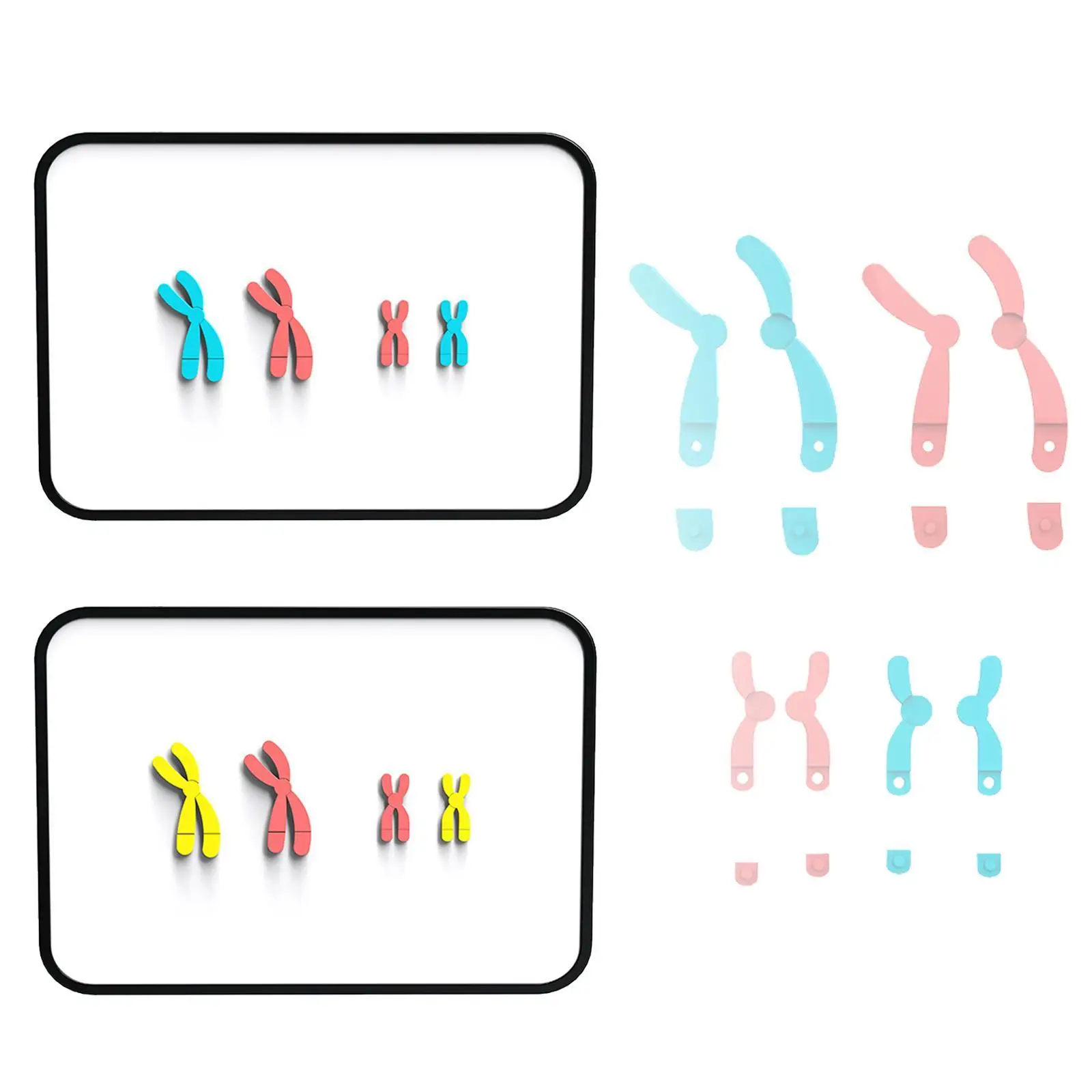 Chromosome Change Model Biology Magnetic x Chromosome Model Meiosis Model การศึกษาการเรียนรู้การสอน Aids สําหรับโรงเรียนมัธยม