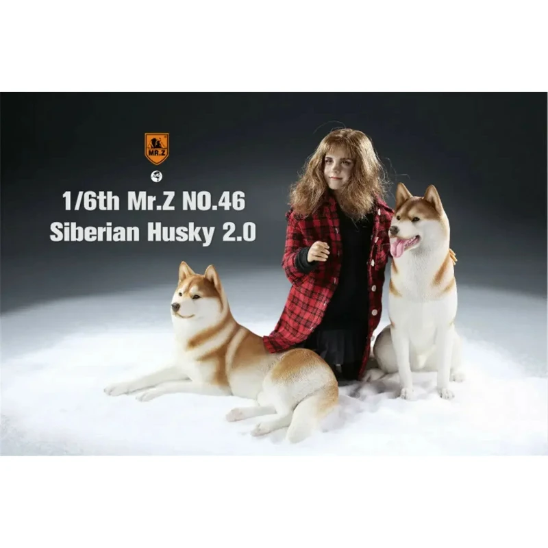 Mr.Z 1:6 Scale Siberian Husky 2.0 Dog Pet Healing Action Figure Huskie Animal Model Toy Collection Decoration Fans Gifts