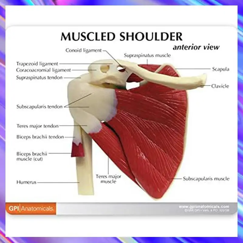 2X Muscle Shoulder Model, Human Anatomy Right Shoulder Joint Muscle Model,  Office And Classroom Anatomy Model