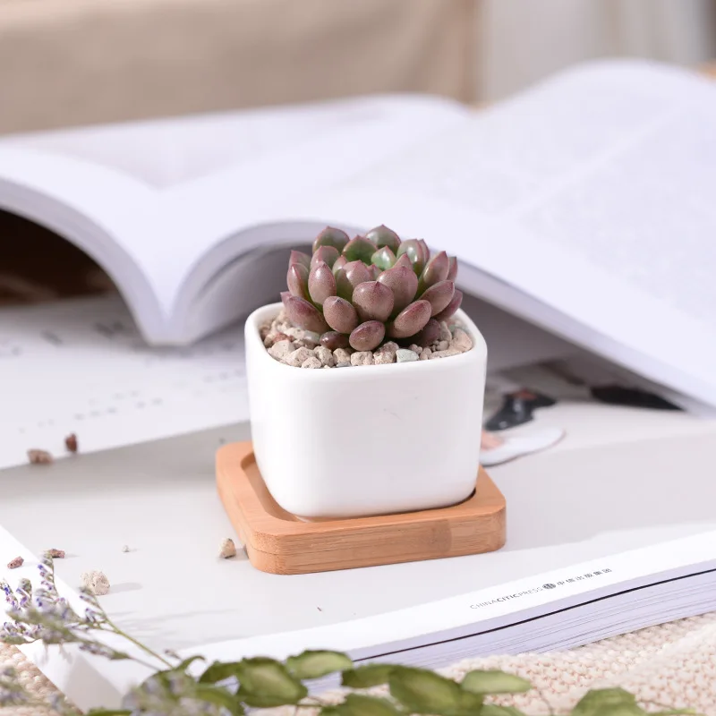 Geometic White Ceramic Square Bonsai Planter Little Succulent Flowerpots Modern Small Cactus Vases Bamboo Tray Office Decor