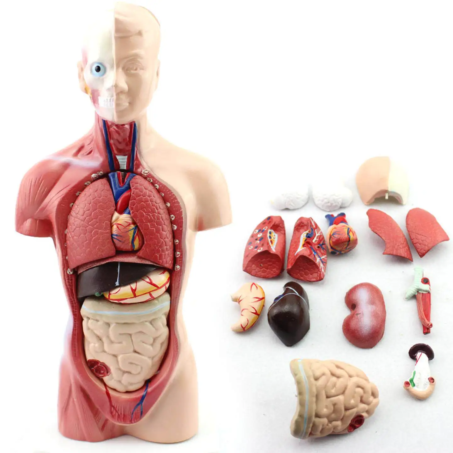 26cm Human Torso Anatomy Model Organ Structure Educational Toy for Primary Secondary Kindergarten Teaching