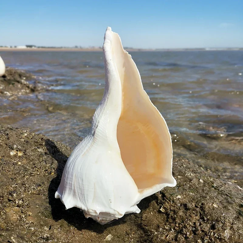 Natural Conch Shell Conch Fish Tank Ornaments Special Conch for Collection view 3