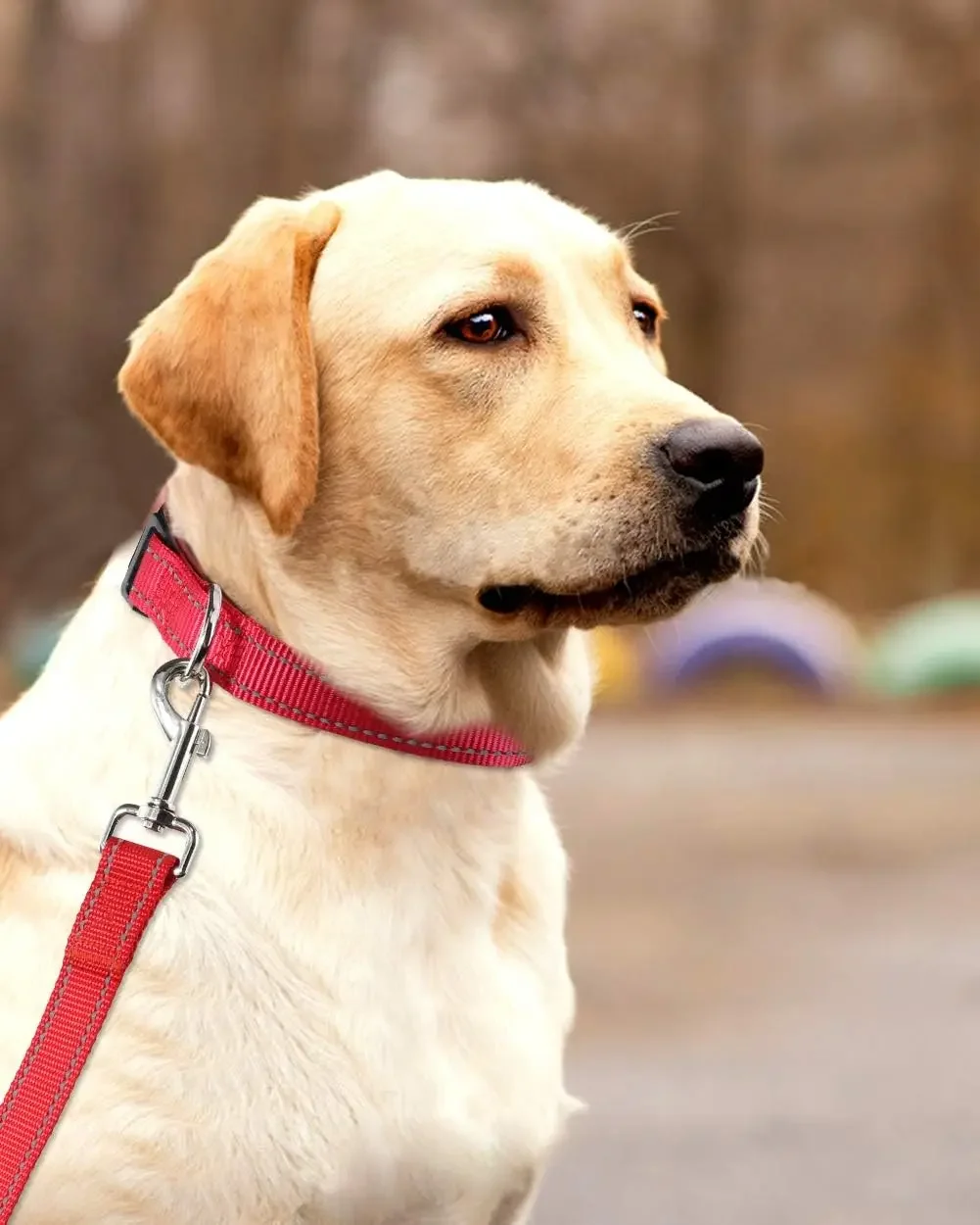 طوق كلب عاكس، أطواق نايلون قوية للكلاب، طوق كلب قابل للتعديل 8-24 بوصة مع إبزيم سريع التحرير 5 أحجام #6