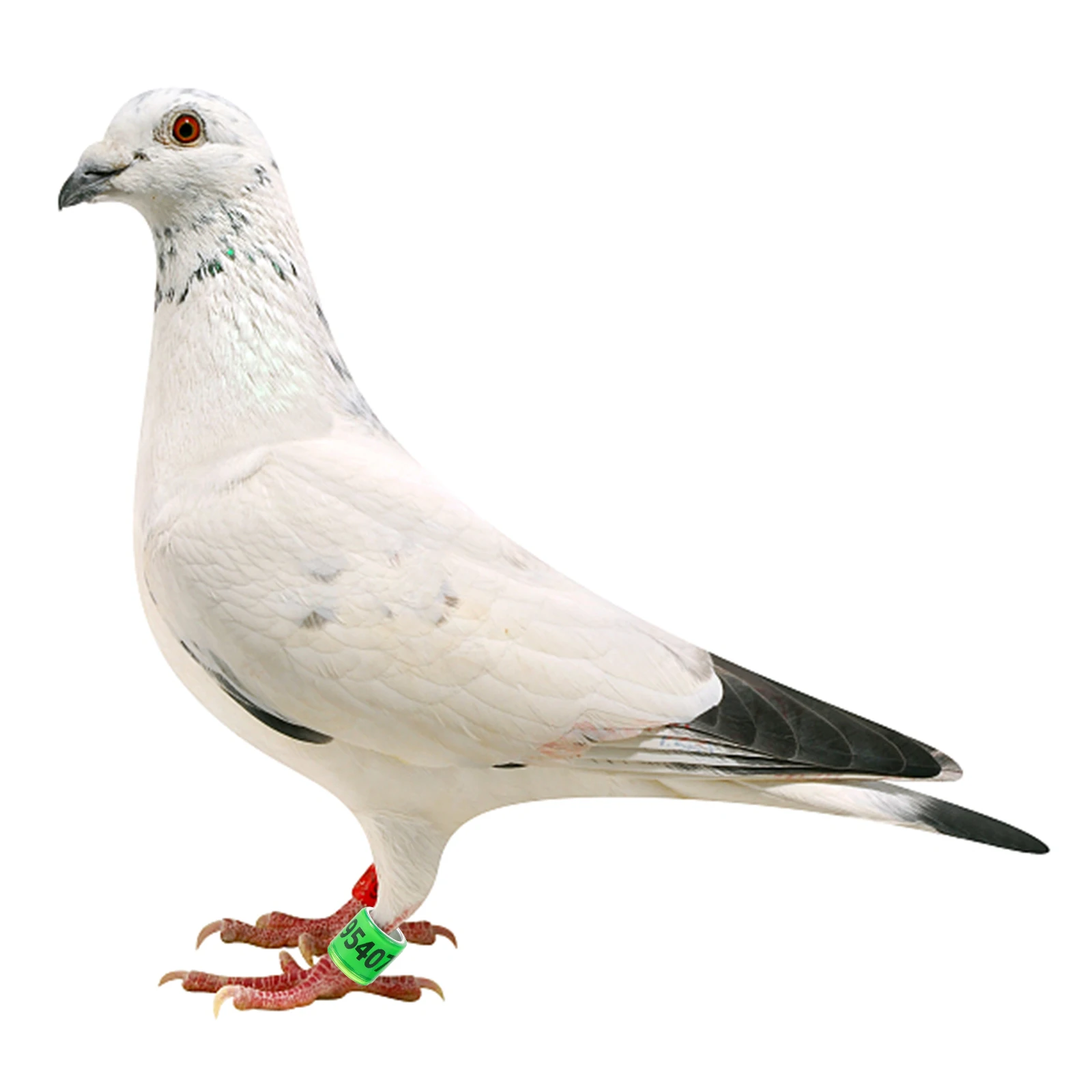 

100 Pcs Racing Pigeon Anklet Accessories Ring Foot Rings Aluminum Plastic Bird Pigeons Leg