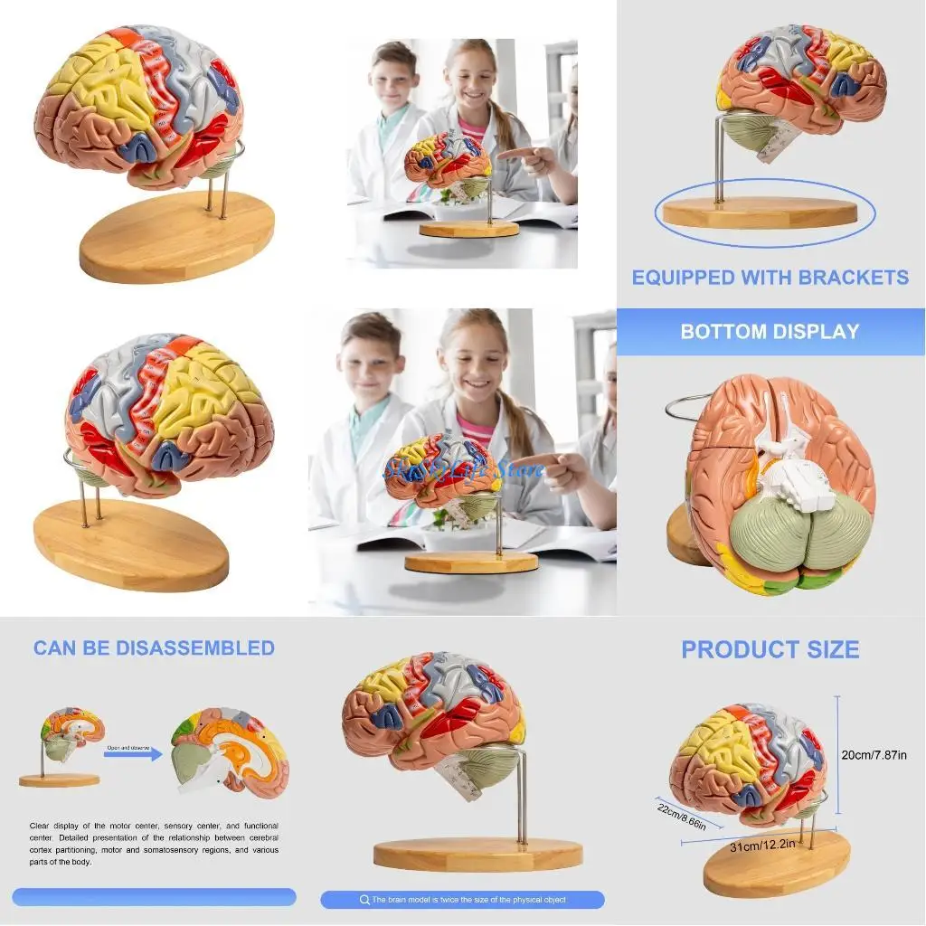 E65E نموذج الدماغ التشريحي نموذج تشريح الدماغ البشري يظهر الدماغ والمخيخ وجذع الدماغ لوسائل تعليمية للتقرير #1