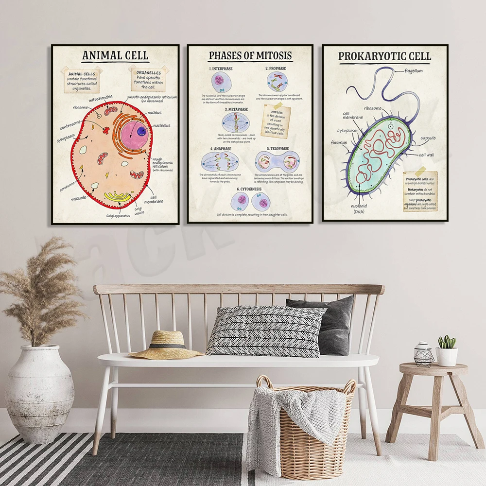 DNA cell function, aerobic respiration cells, mitosis phase cells, animals, plants, cell cell structure classroom poster printin