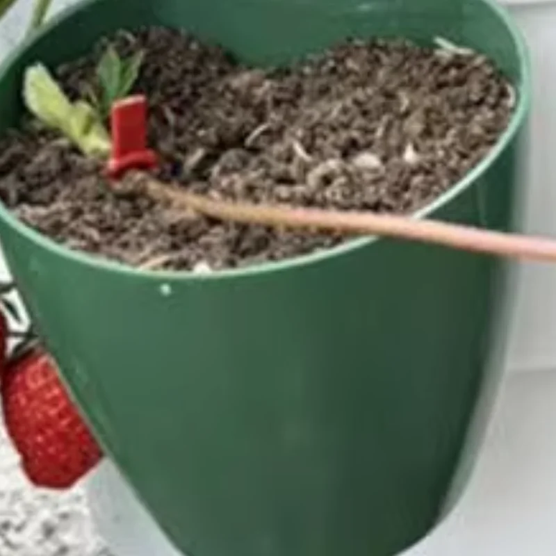 

Strawberry Propagation Cups Plastic Plant Pots with And Runner Forks Propagation Containers for Promoting Healthy Growth