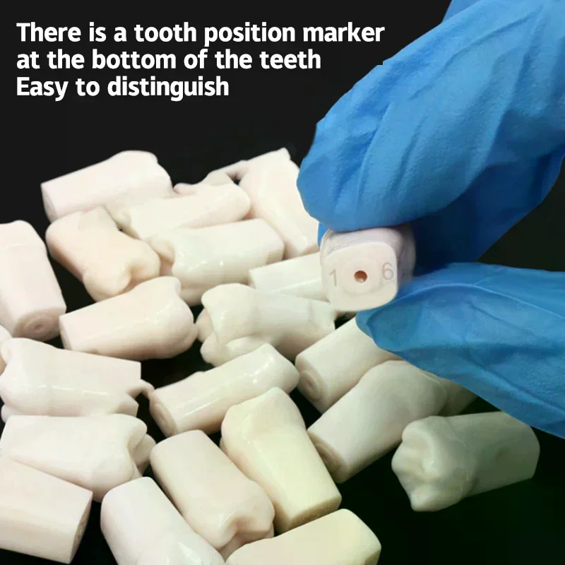 28/32pcs Dental Typodont Teeth Model Removable Individual Screw in Resin Training Aid Denture Practice Replacement Tooth