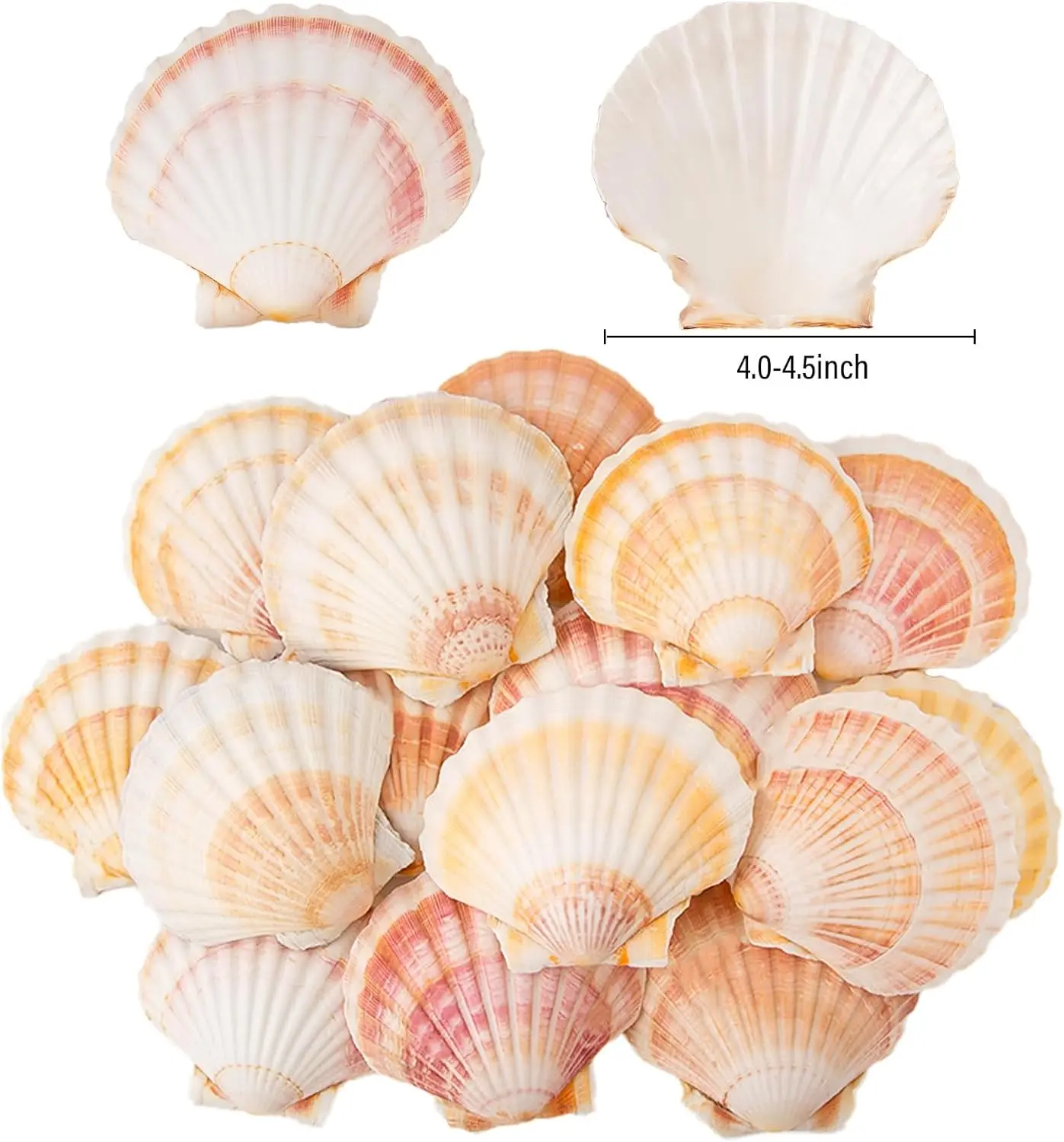 6PCS Natural Hawaiian Scallop Shells, Used for baking, DIY Crafts, Home Vase filling, and Beach Wedding Party Decoration