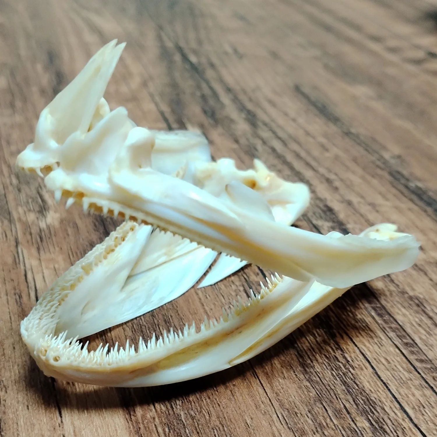 Authentic Groupers Fish Skull Real Epinephelus Specimen Skeleton Animal Bone Taxidermy Science Education Home Ornament Gifts - view 4