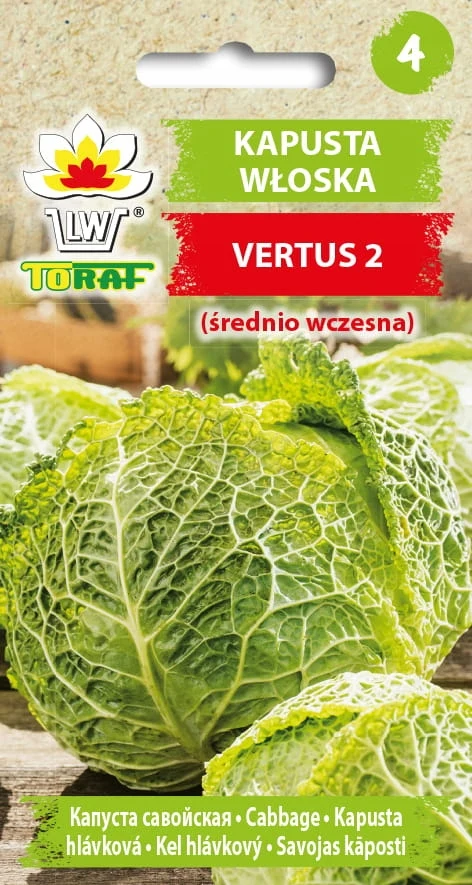 VERTUS Italienischer Kohl 2 mittelgroße frühe Saatgutpflanzen 2G Toraf 99