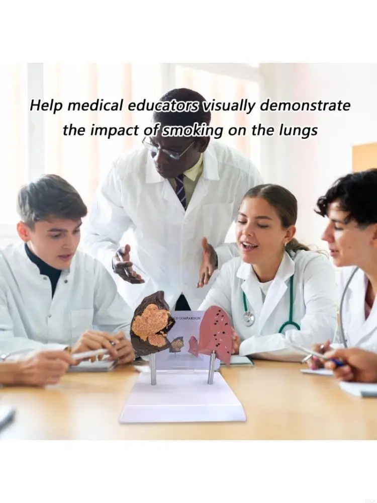 نموذج تباين الرئة القابل للنقل المدخن مقابل المعدات التعليمية السريرية الصحية PVC D5QC