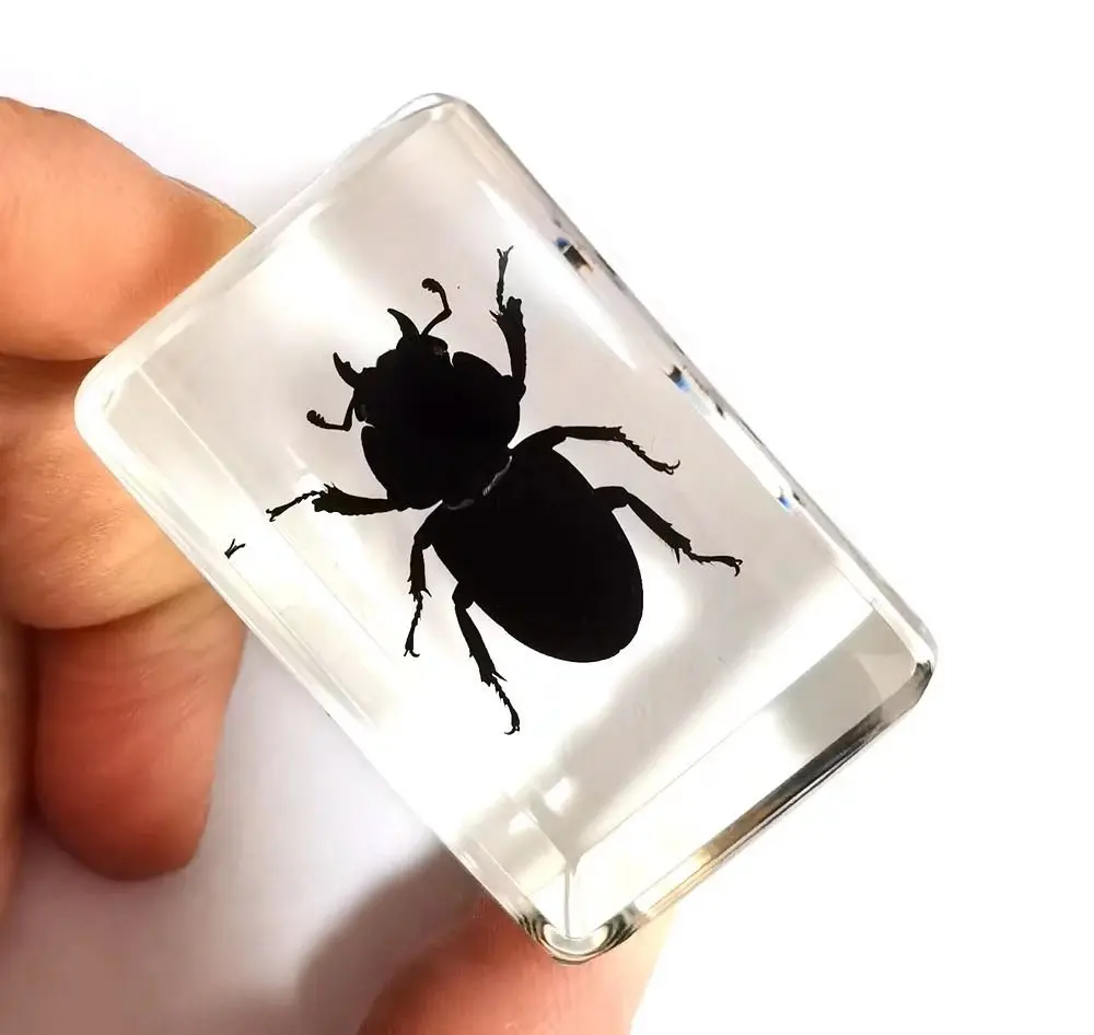 short time 10 pcs Insect in Resin Specimen Bugs Collection Paperweights decoration accessories  ymm