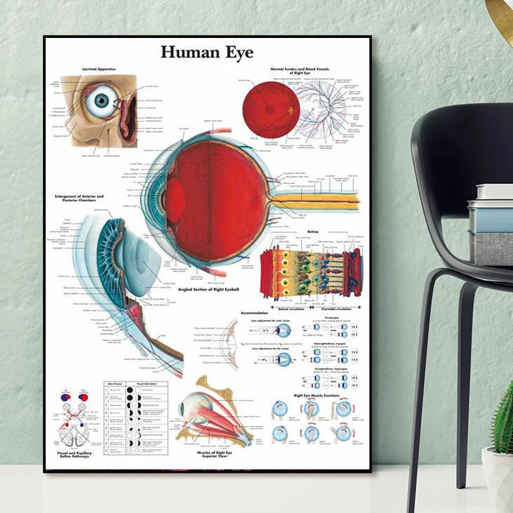 Eye Anatomy Medical Ophthalmology Medicine Canvas Painting Optometrist Gift Poster and Print Wall Art Pictures Clinic Home Decor