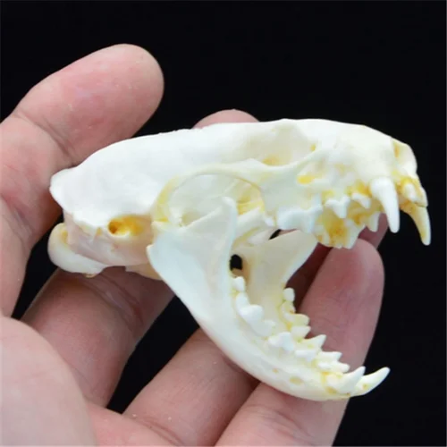 1pc Natural Animal Skull Specimens Real Mink Skull Specimens Office Bar Decoration Collection Living Room Decoration