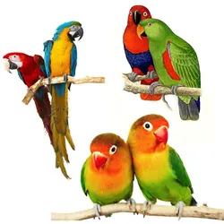 Tri Koshki Rc026 Dierlijke Vogel Groen-Rode Papegaai Familie Muursticker Waterdichte Pvc Decoratie Deur Woonkamer Kinderkamer