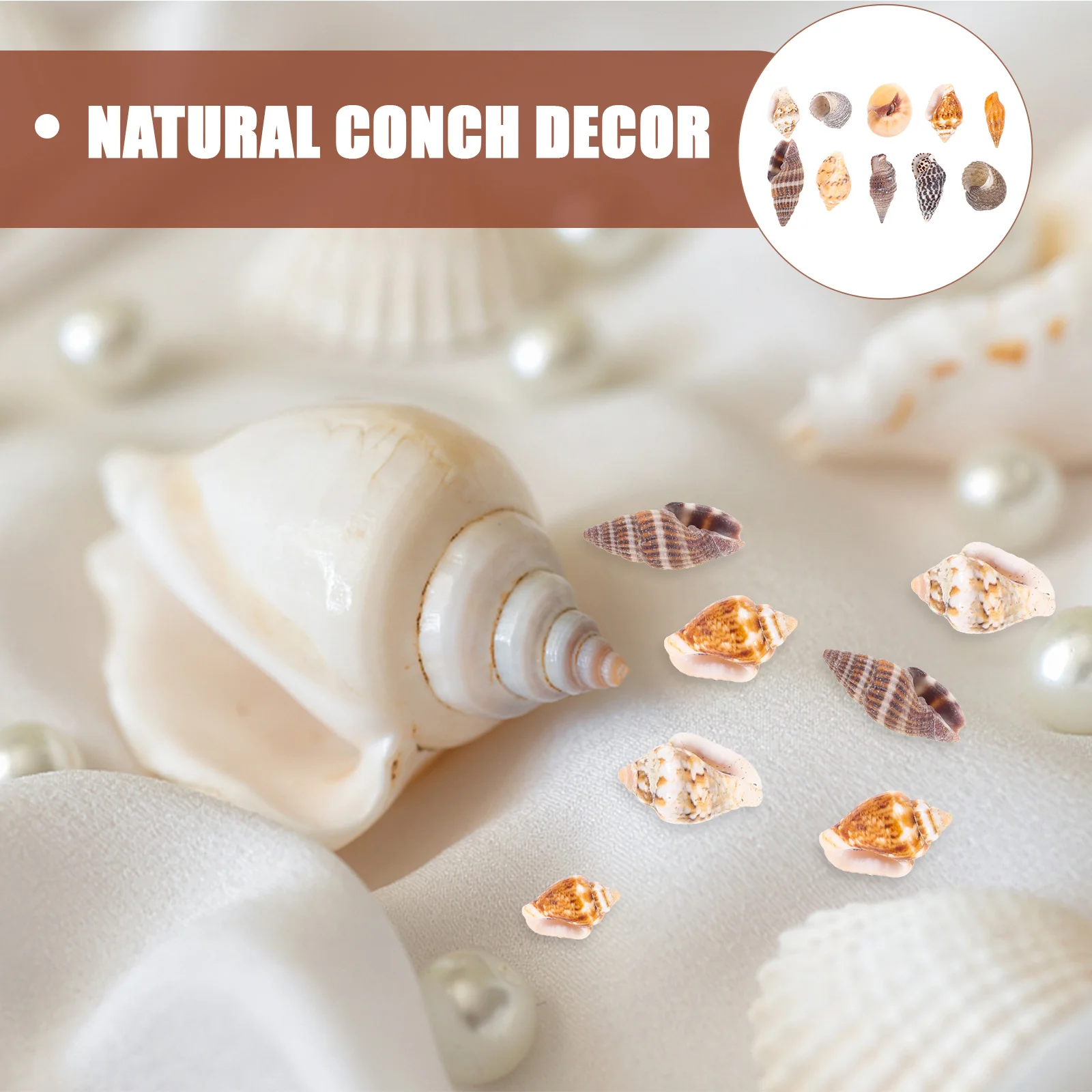 

1 Box Exquisite Conch Craft for Desktop DIY Jewelry Props Fish Tank Decor Natural Seashell Ornament Living Room