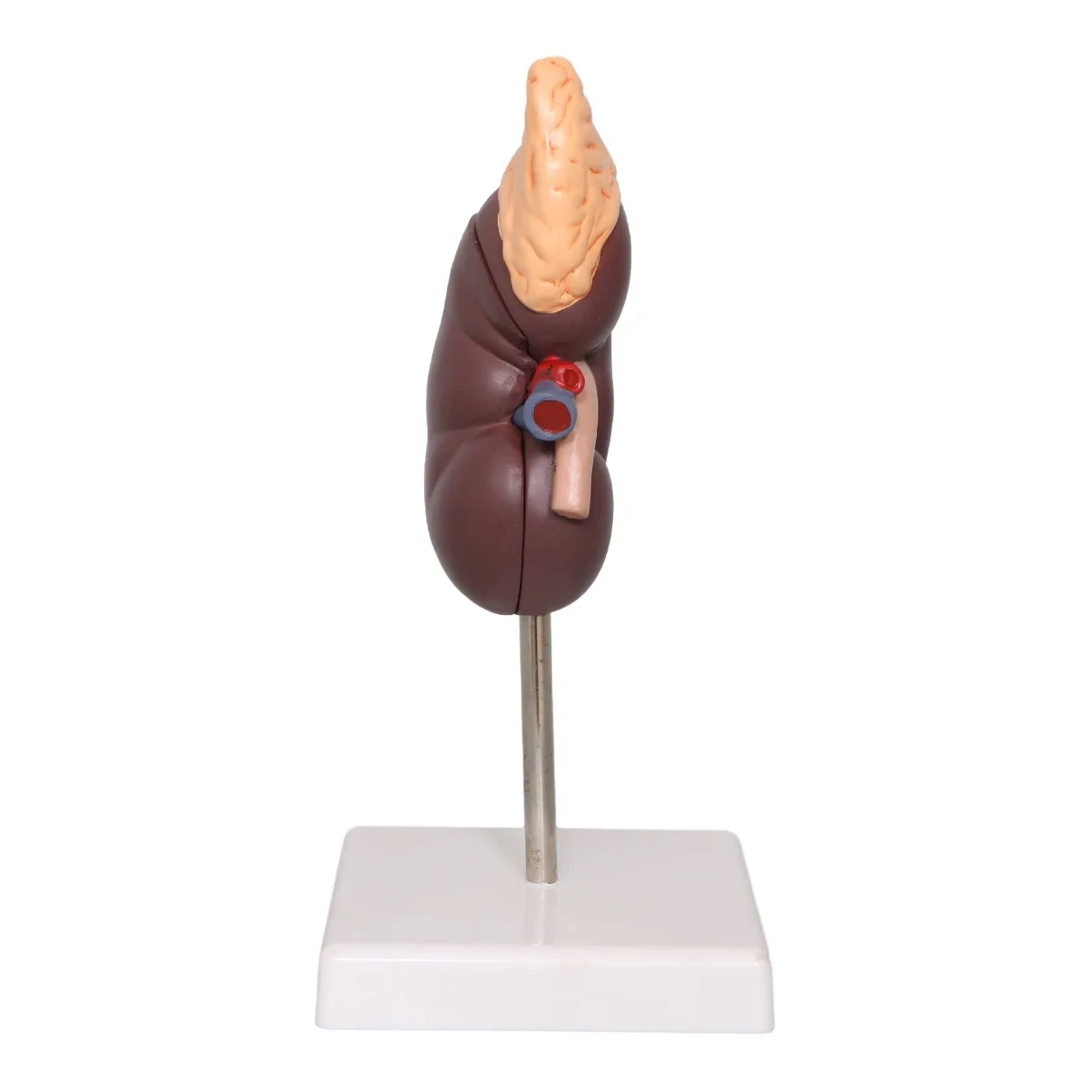 Life-Size Kidney Model, 2 Parts Internal Structure A Normal Kidney Human Anatomy Replica for Doctors Office Educational Tool