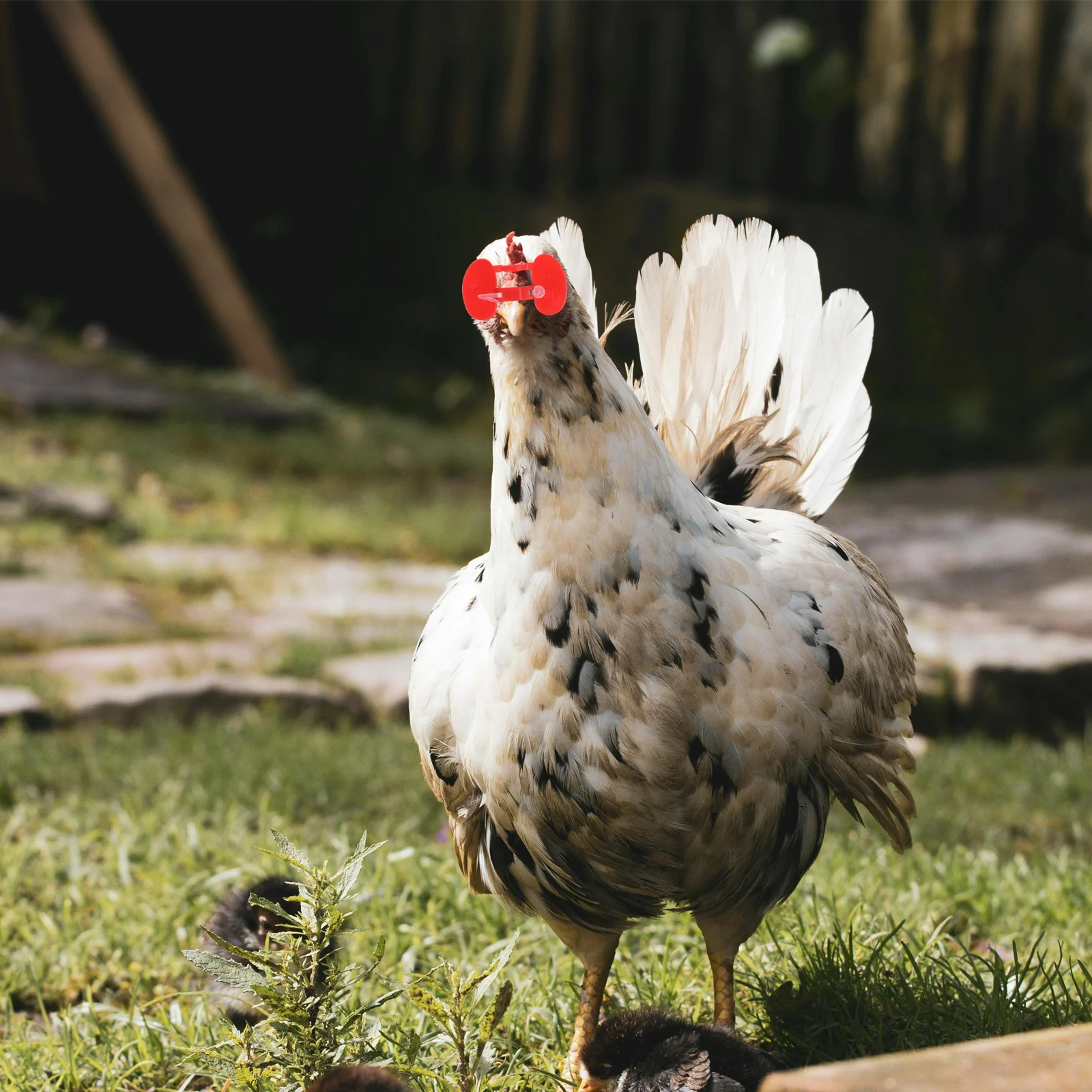 

300pcs Chicken Anti Pecking Glasses Eye Goggles Spectacles Breeding Supplies Protective Eyewear for Chickens Hen Farm