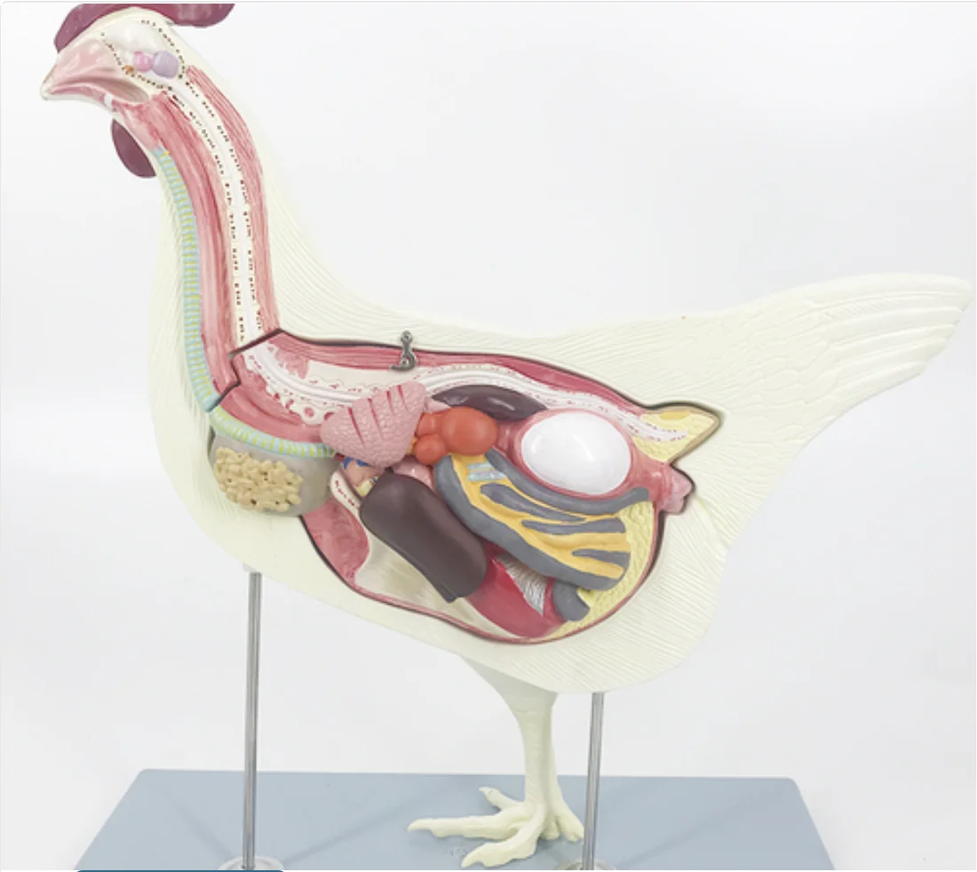 

Hen Anatomical Model Simulation Chicken Half Face Transect Solution Planing Internal Organs Demonstration Teaching Aids YA-A5008