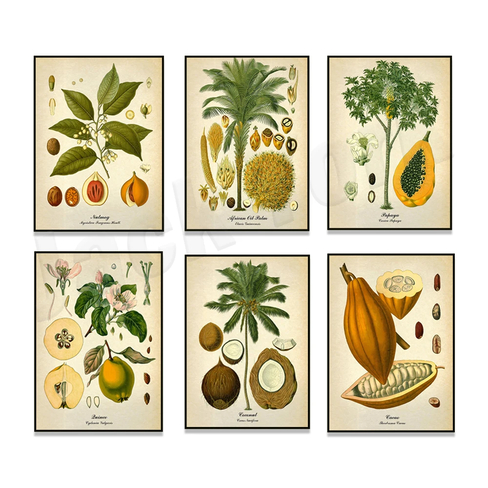 

Vintage botanical poster, palm, coconut, papaya tree art, fruit plant vintage illustration, tropical plant, kitchen decor,