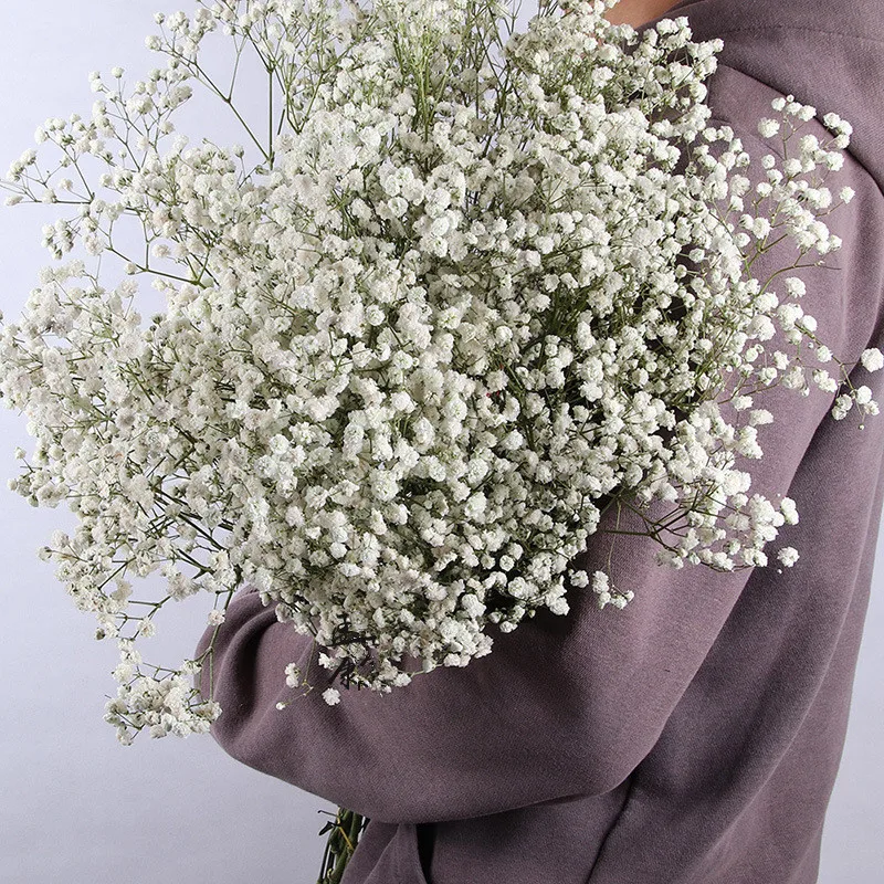 240G Natural Fresh Dried Flowers Gypsophila Paniculata Immortal Babysbreath For Valentine's Day Baby Shower Wedding Decor