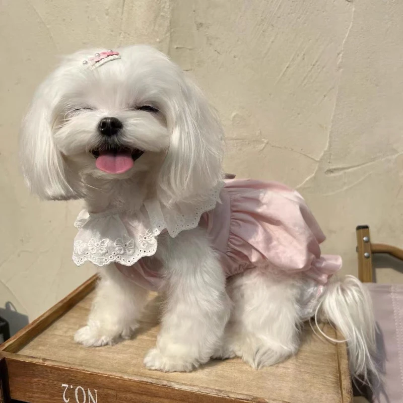 Lace Dog Pumpkin Group Pet Cute Ice Cream Color Pumpkin Skirt Summer Clothes Maltese Cat Bubble Skirt Dog Dresses For Small Dogs