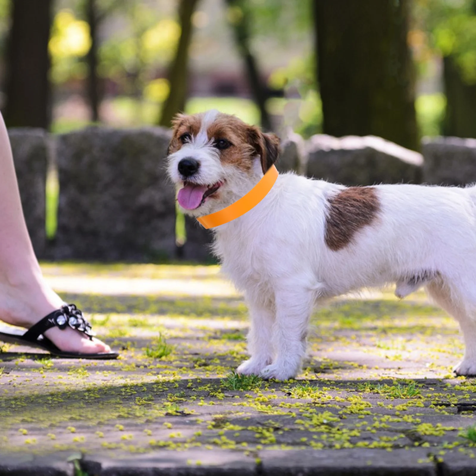 100 Uds. Collares de identificación para cachorros, bandas de identificación ajustables para mascotas, etiquetas de arena, Collar para perros pequeños, Collar para cachorros pequeños