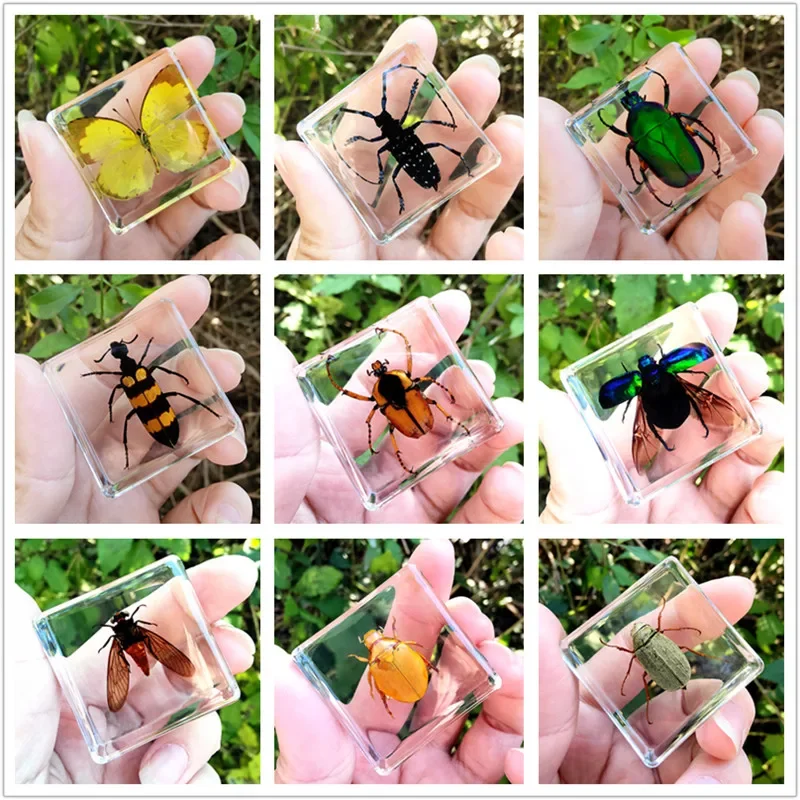 29 New Real Insect Specimen Resin Scarab Spider Specimen Beetle Flower Marine Plant Teaching Kids Gift Box Room Home Decoration view 2