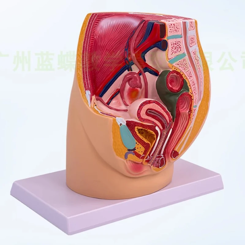 Teaching female pelvic model female urogenital system specimen midsagittal human anatomy teaching model