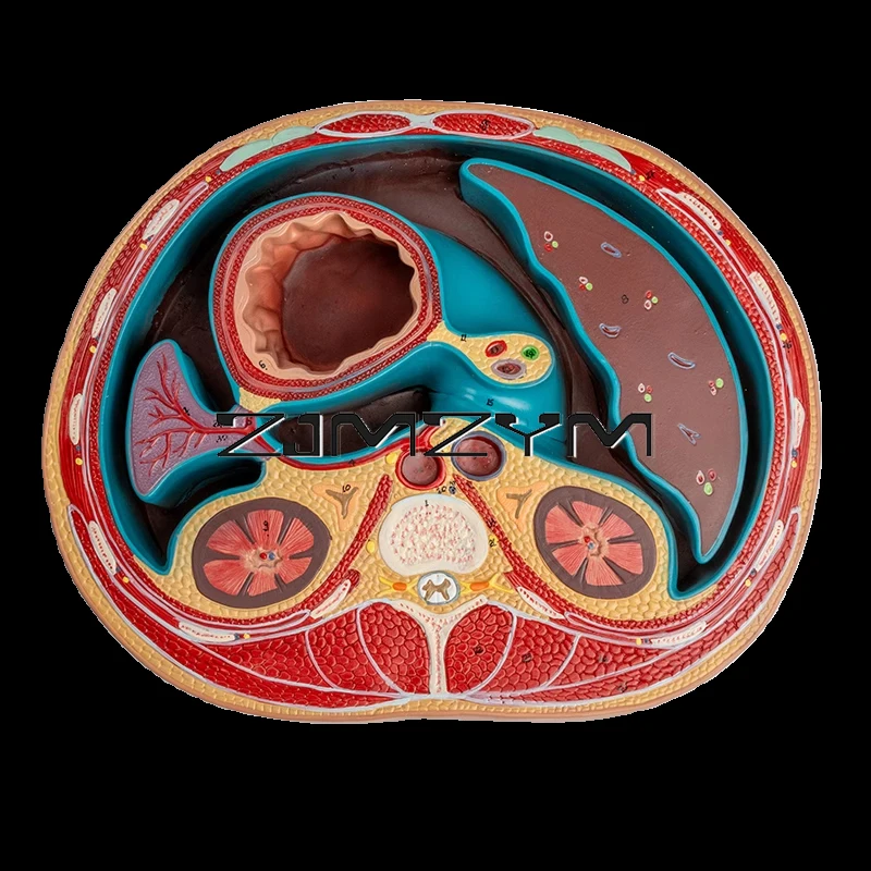 

Schematic Cross Section Through Thorax Human Anatomical Model Abdominal Transsection Model Edicational Equipment Tool