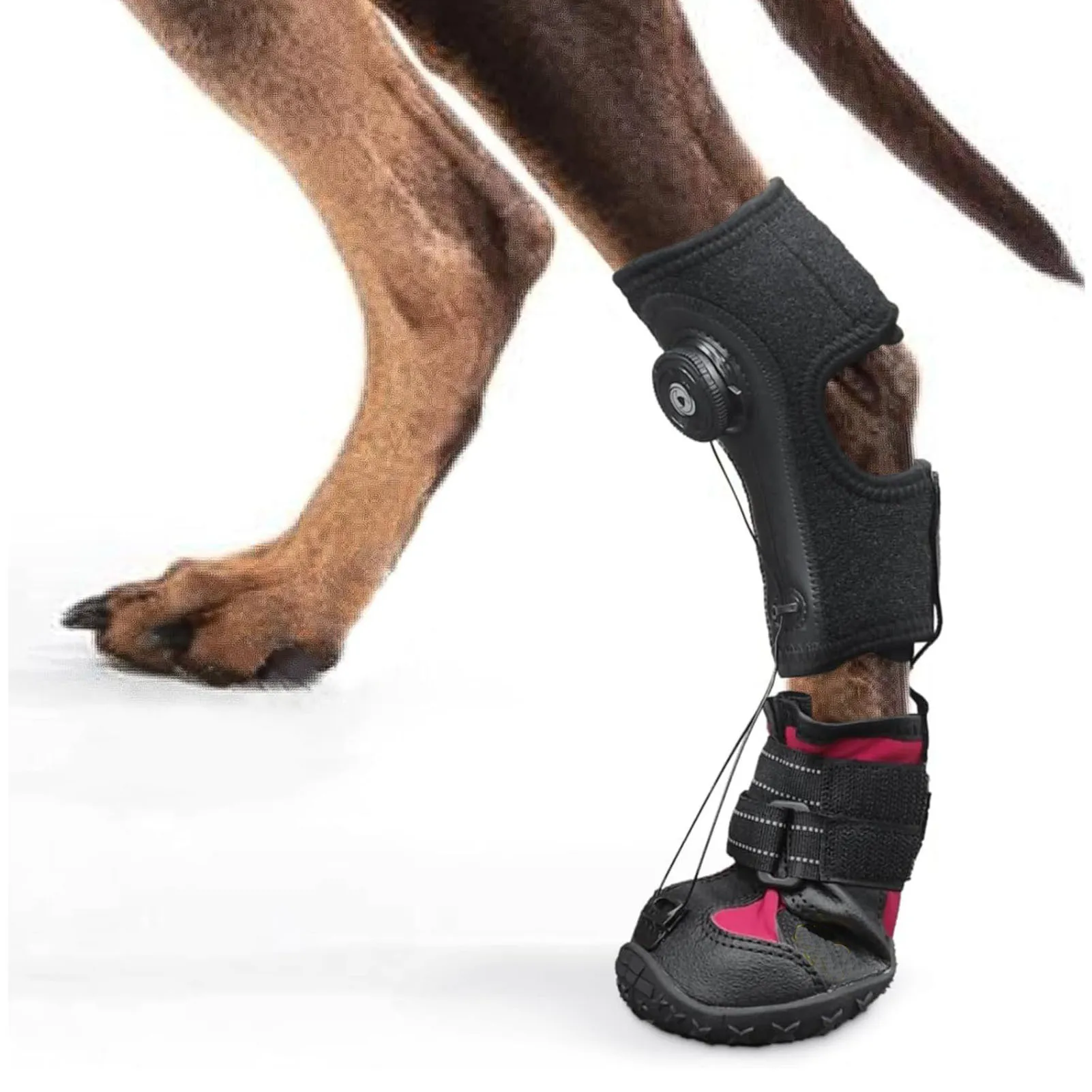 Dog Foot Brace Brea…
