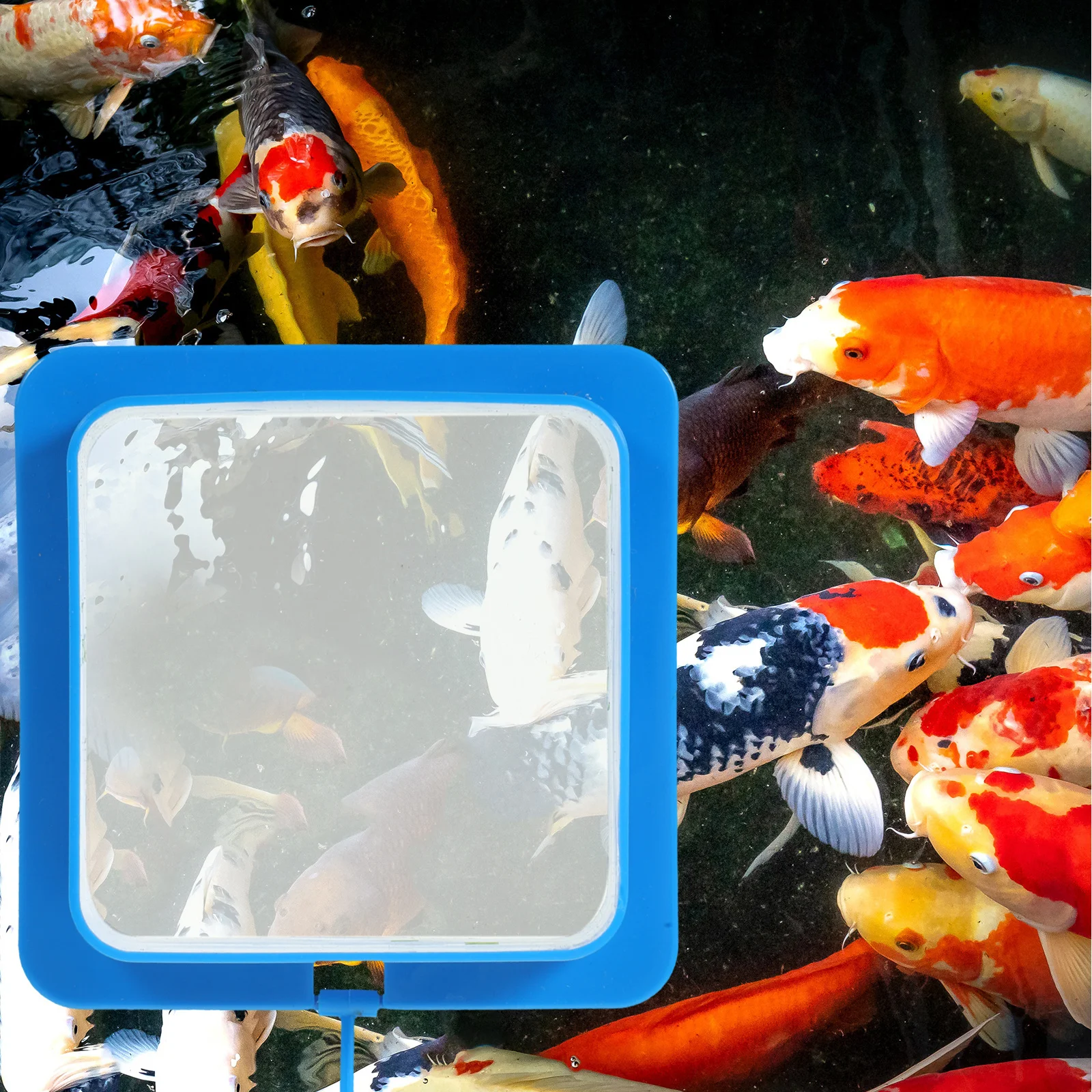 

2pcs Double Layer Feeding Ring Adjustable Floating Aquarium Fish Food Holder Prevents Scattering Feed Tool For Flake Foods Fish