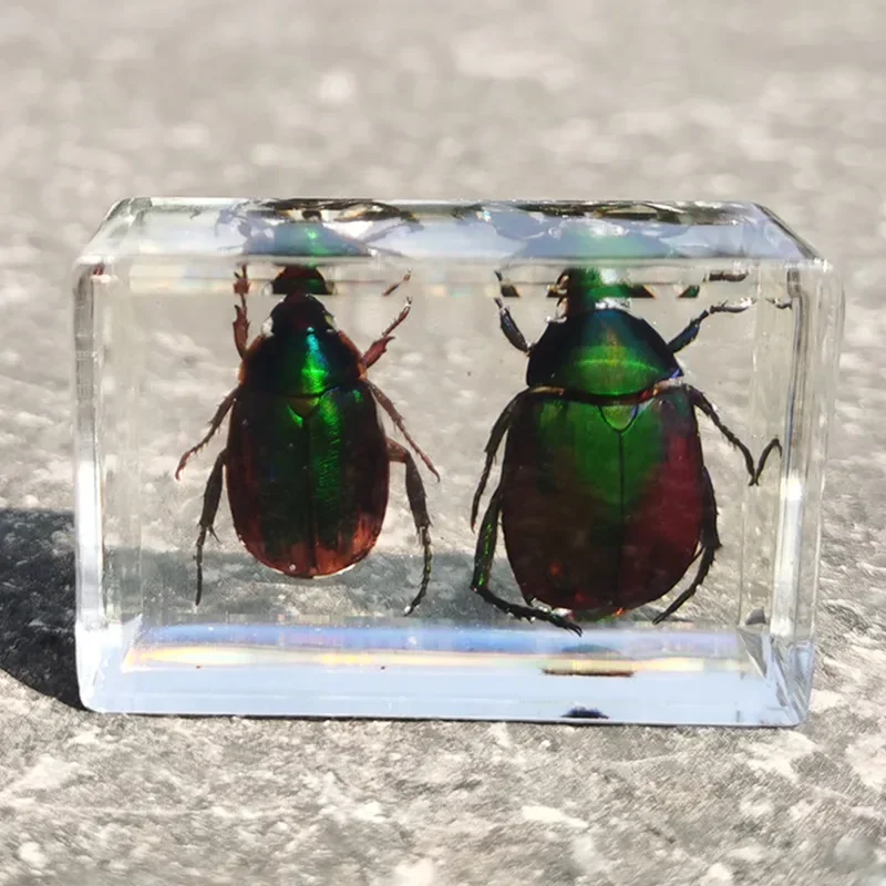 Resin Specimen Bugs Collection Paperweights Arachnid Insect Spec  decoration  home accessories in random