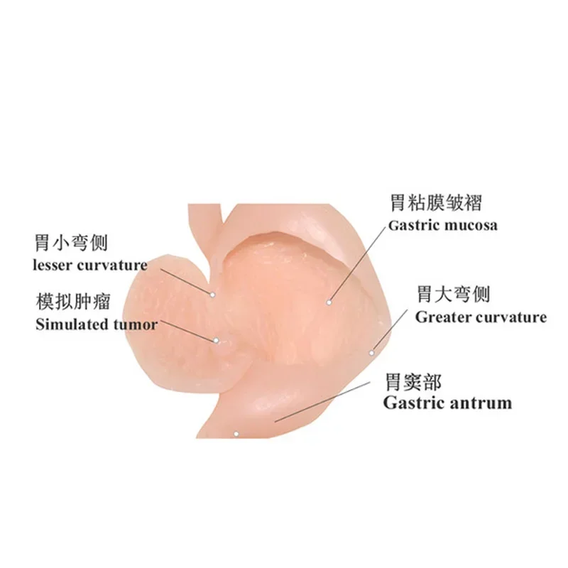 Gastroduodenum Gastroscopy  Laparoscopic Simulation  Gastroscope ERCP Model