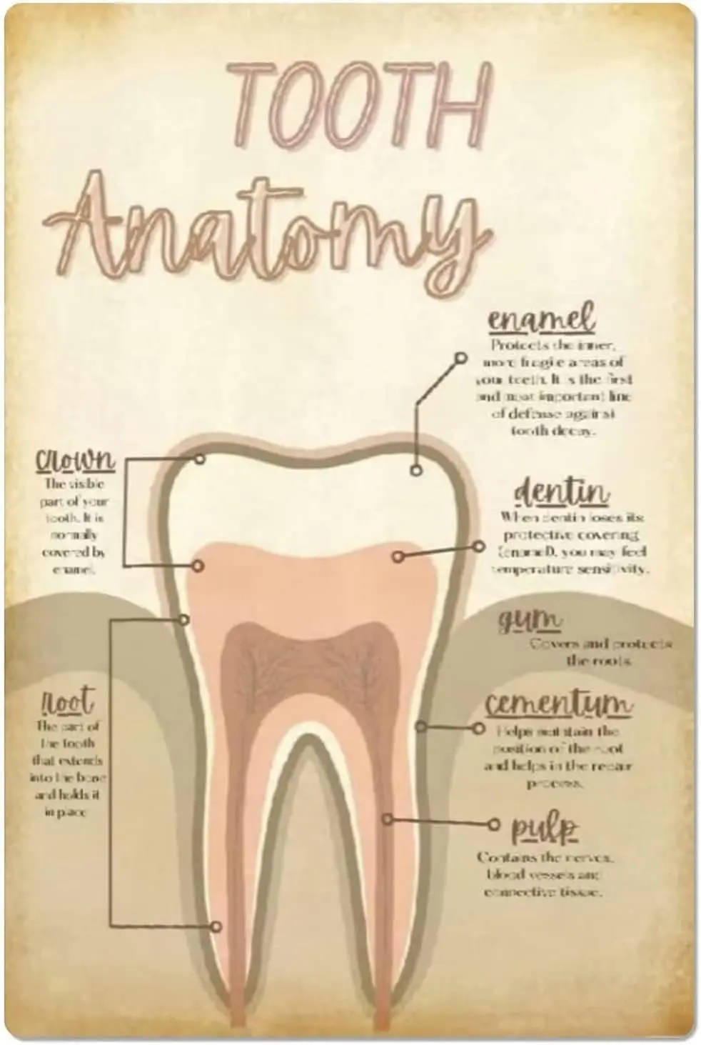 ESETASOT Tooth Anatomy Creative Tin Signs Dental Infographics Knowledge Metal Posters Dentist Office Wall Art Decor Home Ro sign