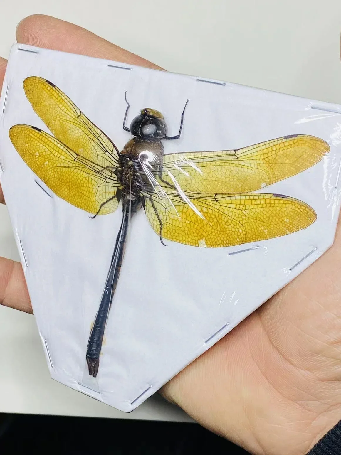 

Ambragaeana Ambra True Insect Beetle Material Protozoa Home Decoration Accessories Thai Amber Dragonfly Specimen Gorgeous