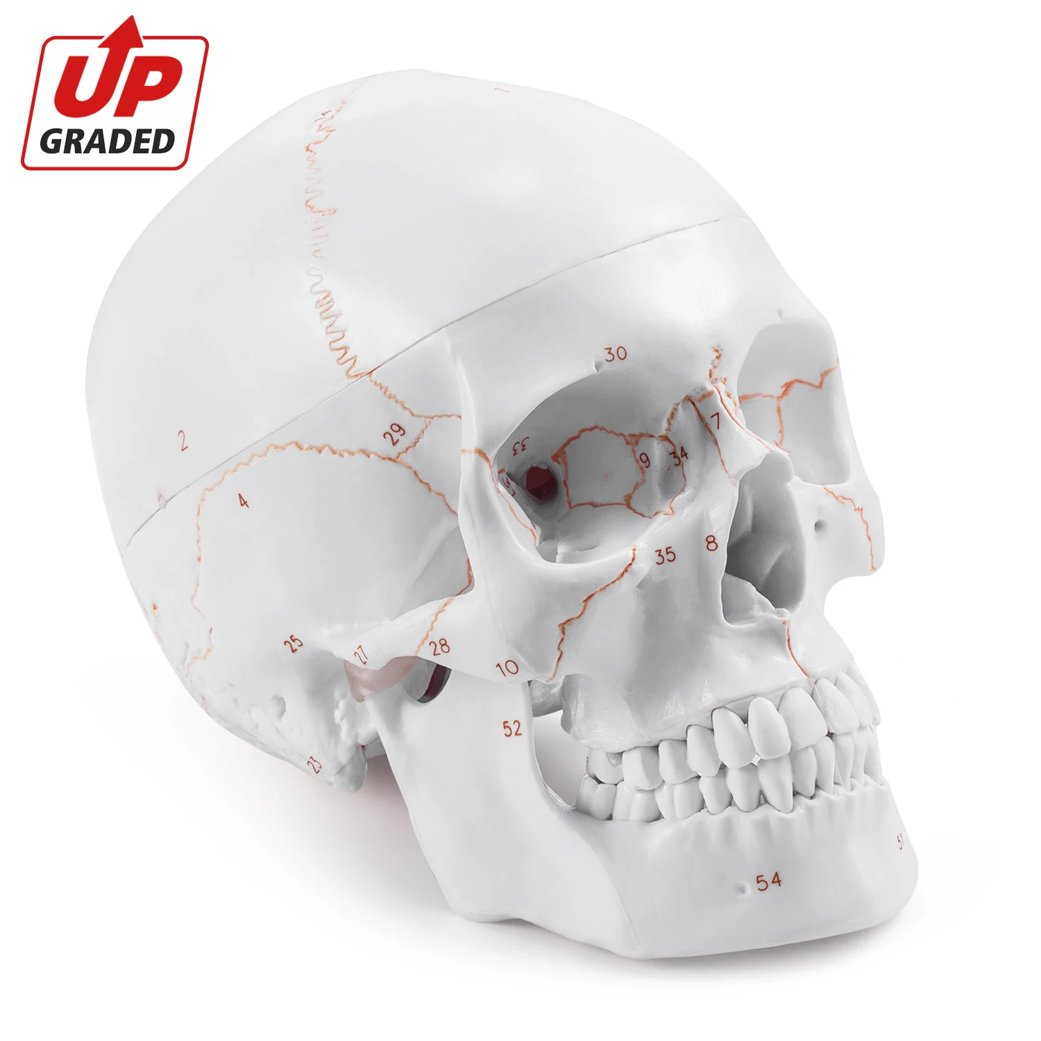 Ultrassist Skull Model Real Size Human Anatomy Model Head Skeleton With Tooth Teeth Medical Dental Teaching Supplies