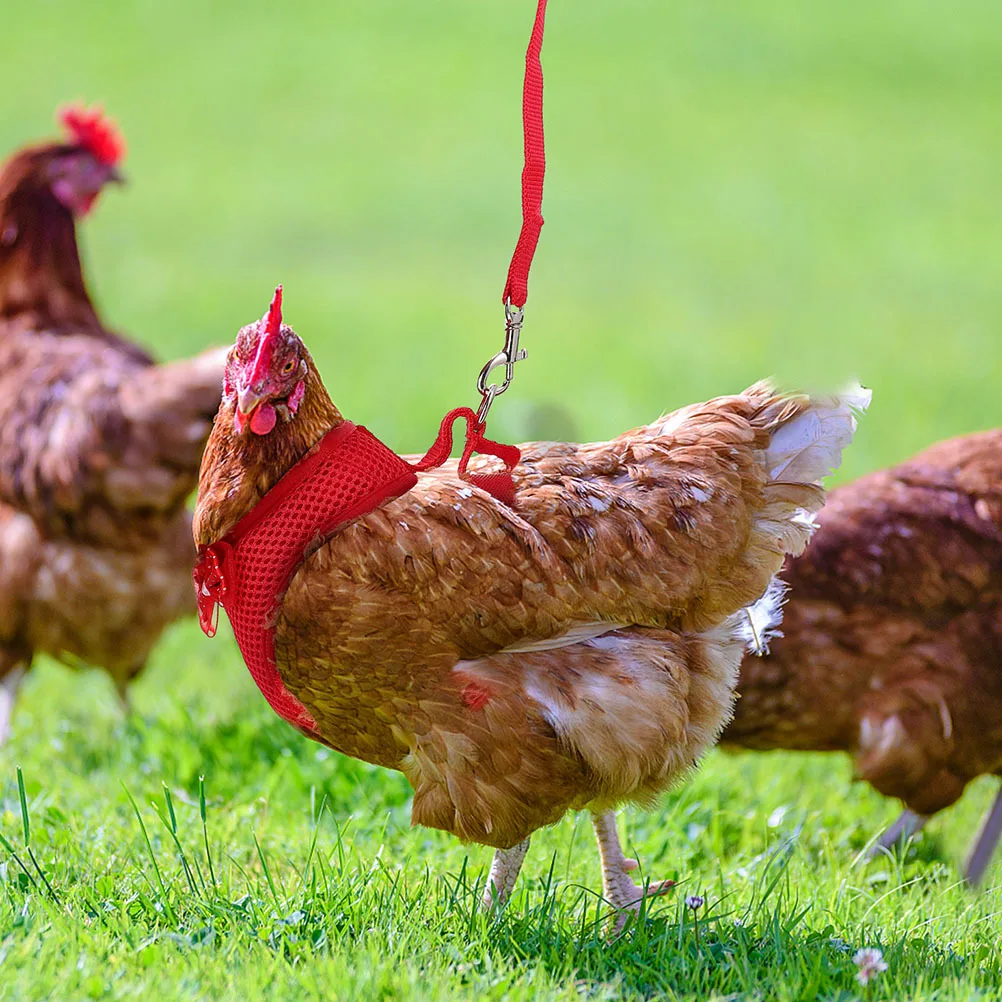 

2Sets Adjustable Chicken Harness with Leash Pet Rooster Hen Leashes Durable Pulling Rope for Outdoor Activities
