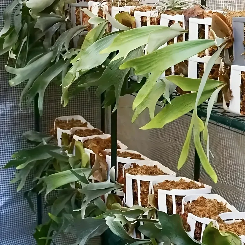 9pcs Planting Staghorn Fern Plant Hanging Basket Covering Orchids Plant Lazy Watering Hanging Basket Indoor Outdoor Garden Decor