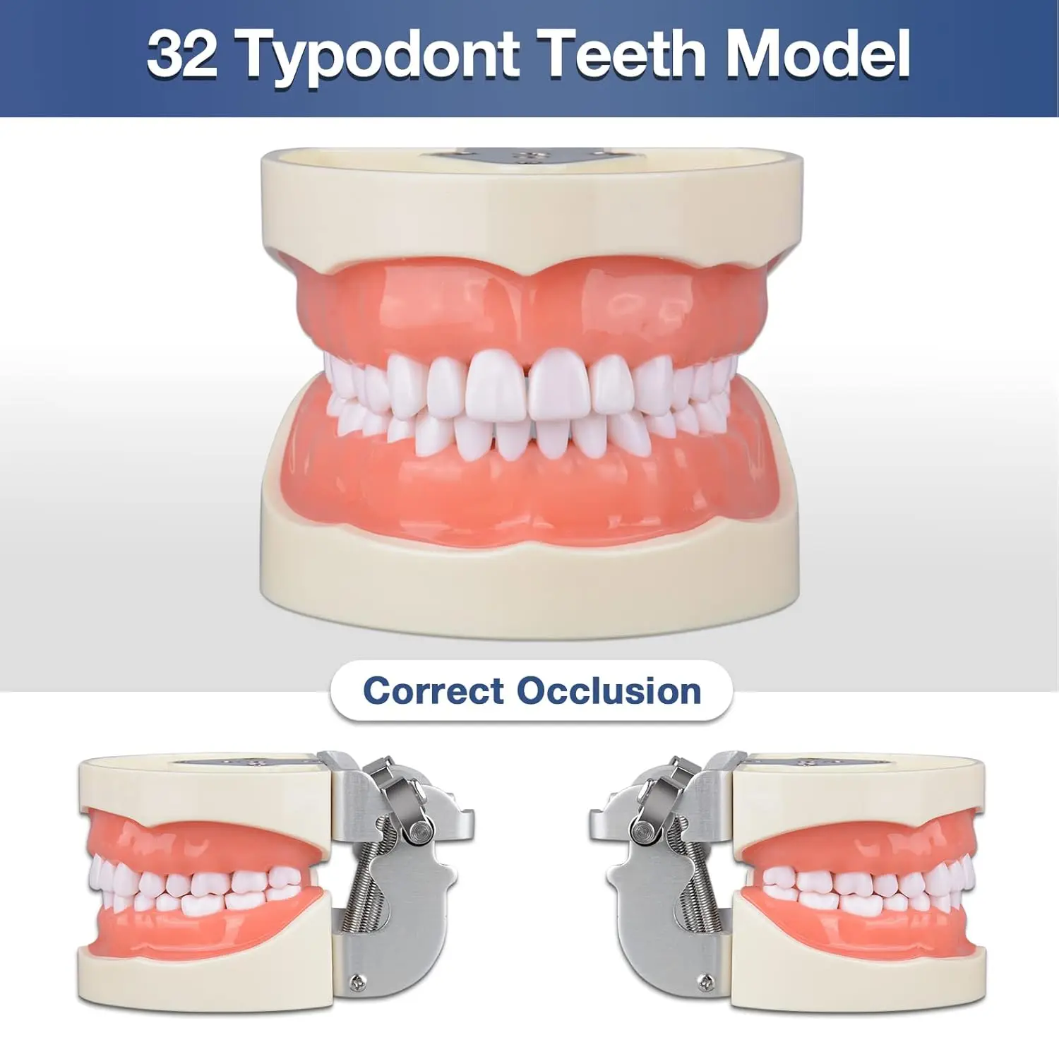 Ultrassist Typodont Teeth Model with 32 Detachable Teeth Soft Gum Tissue for Dental Hygiene Students Teaching and Studying