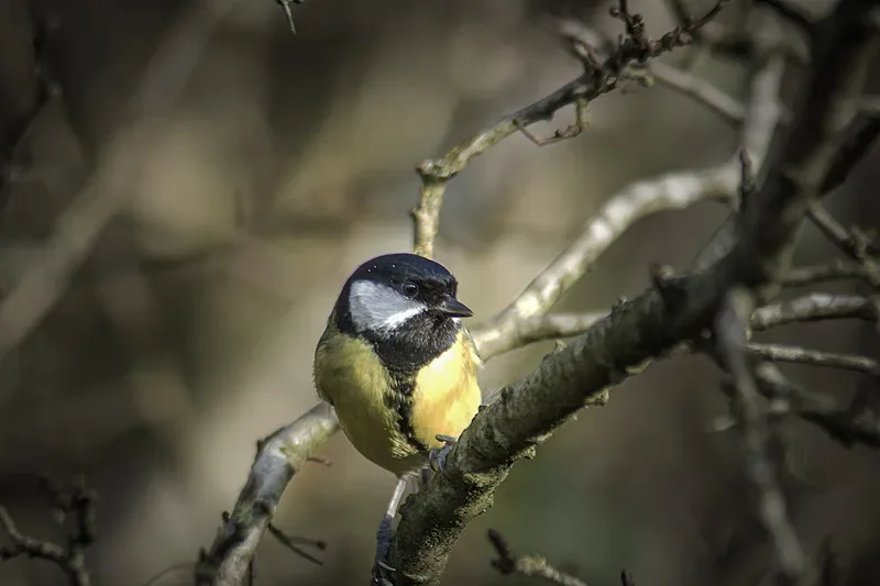 

HBX 2198 1/43 4WD RC Drift Car — RTR, 2,4G с гироскопом, 15 км/ч, идеальный подарок