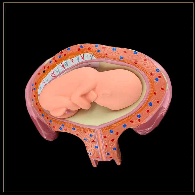 8 X Fetal Model Anatomical Human Fetal Development Model Foetus Pregnancy Anatomy Medical Embryo Development Teaching Supplies