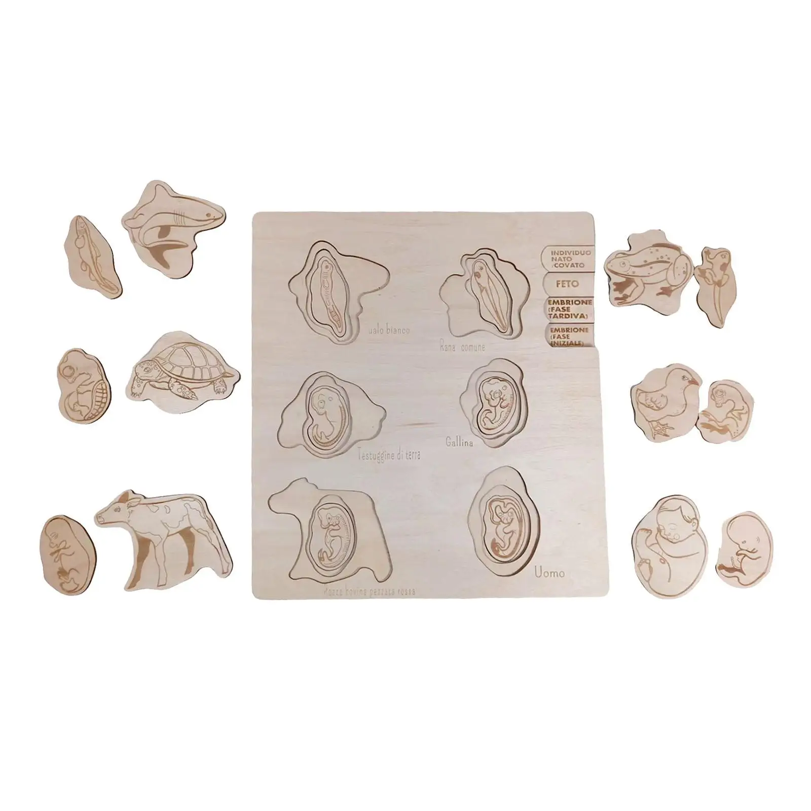 montessori-preschool-learning-developmental-science-teaching-early-educational-toy